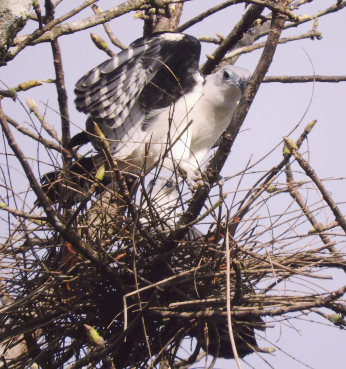 Gray-headed Kite - ML429875481