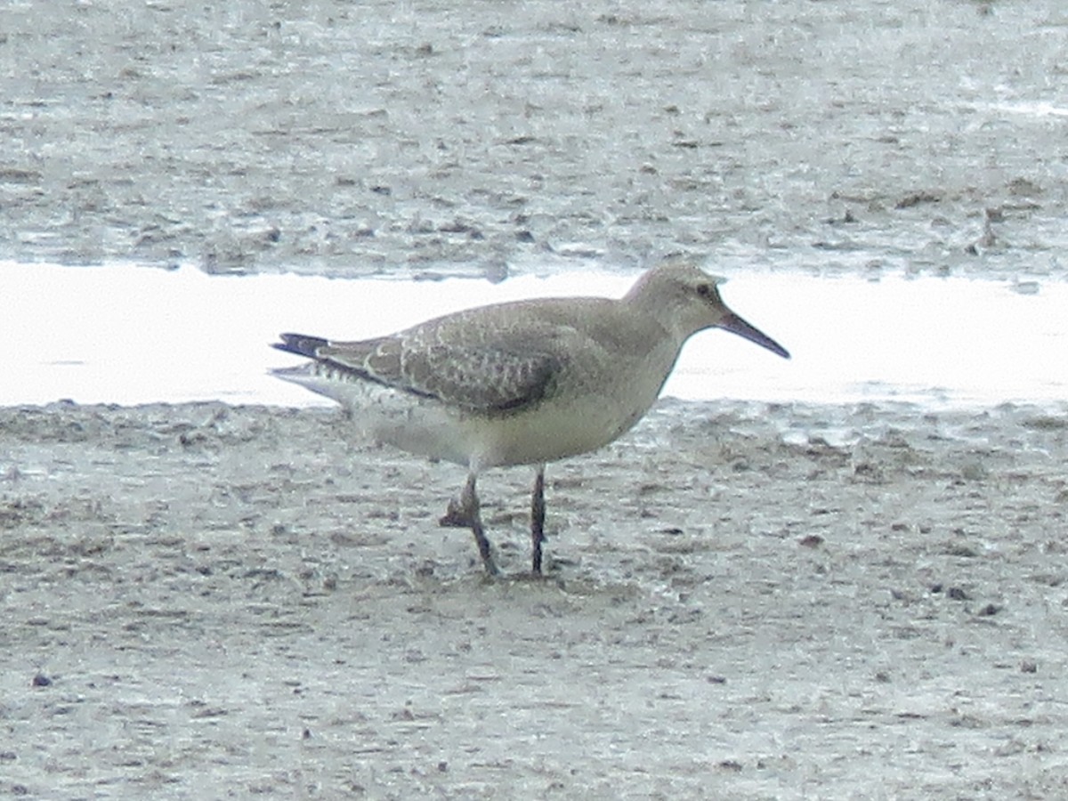 Red Knot - ML429876881