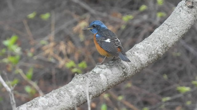 Blue-capped Rock-Thrush - ML429876951