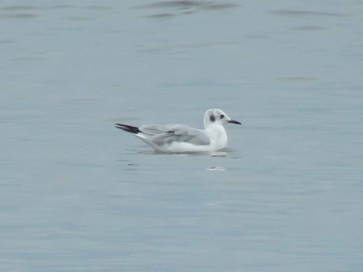 Bonaparte's Gull - ML429877461