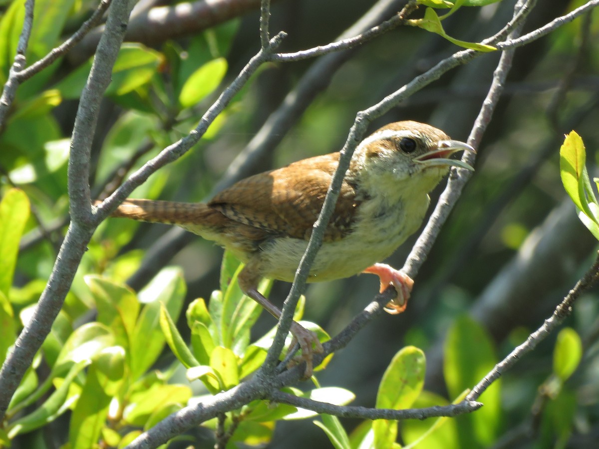 Carolina Wren - ML429878241