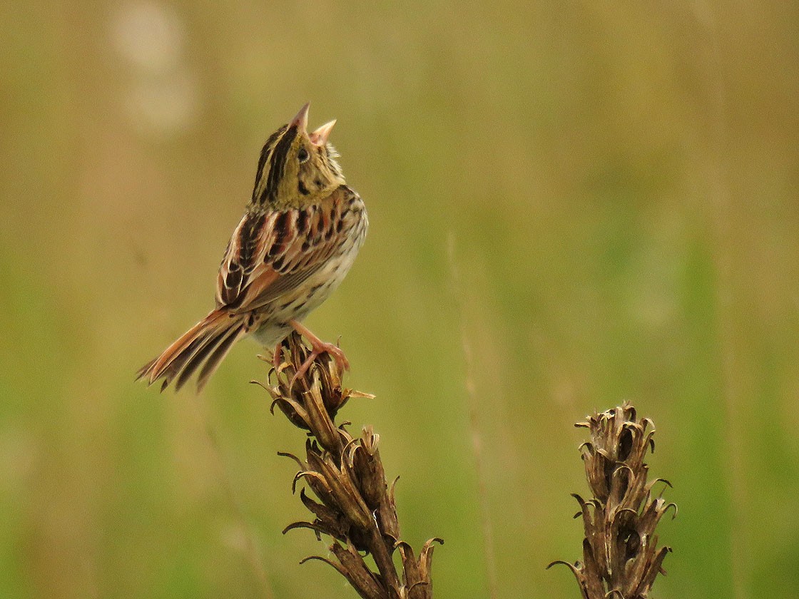 Henslow's Sparrow - Thomas Schultz