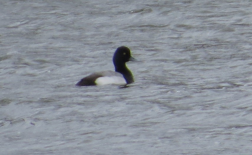 Lesser Scaup - ML429879591