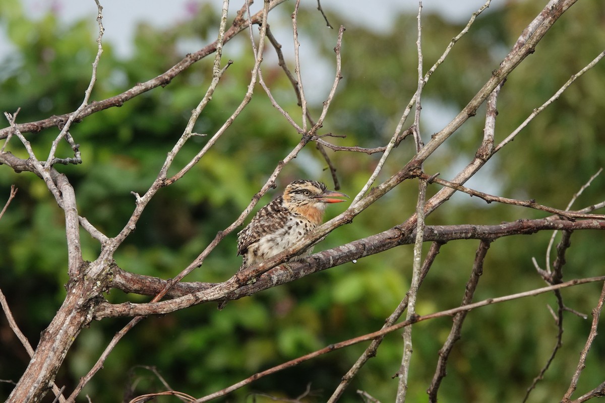 Spot-backed Puffbird - ML429879791