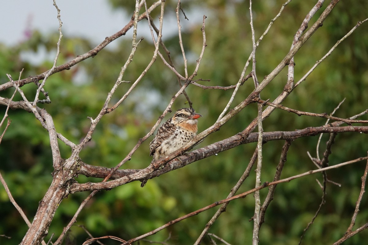 Spot-backed Puffbird - Whitney Mortimer