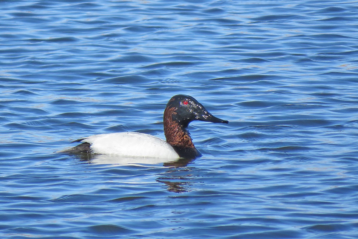 Canvasback - ML429880051