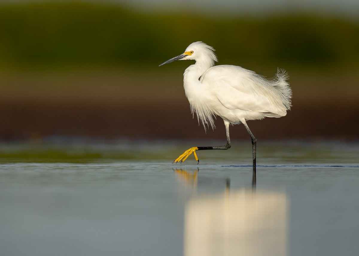 Snowy Egret - ML429880311