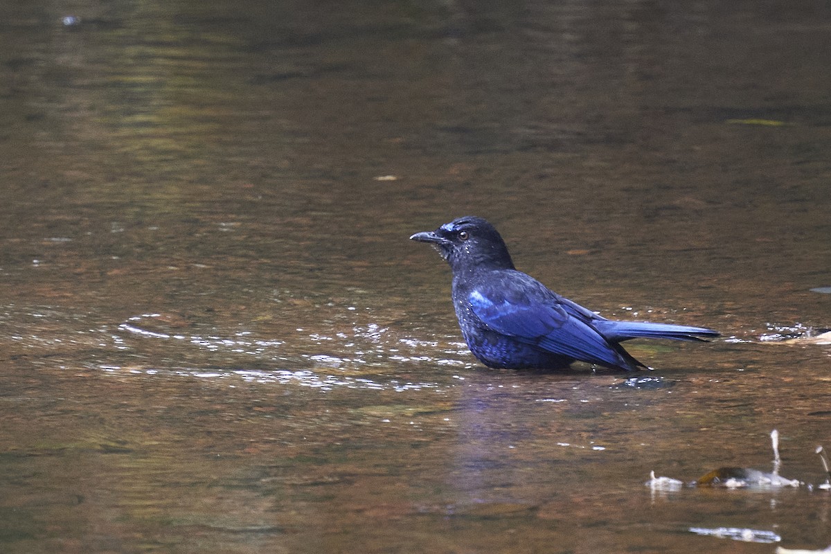 Malabar Whistling-Thrush - Raghavendra  Pai