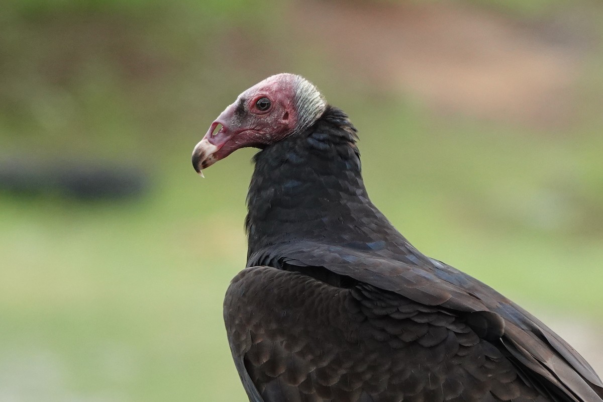 Turkey Vulture (Tropical) - ML429882421