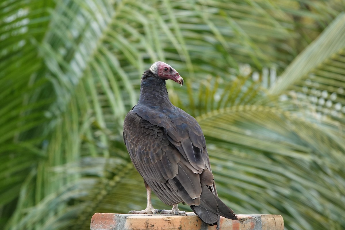 kondor krocanovitý (ssp. ruficollis) - ML429882431