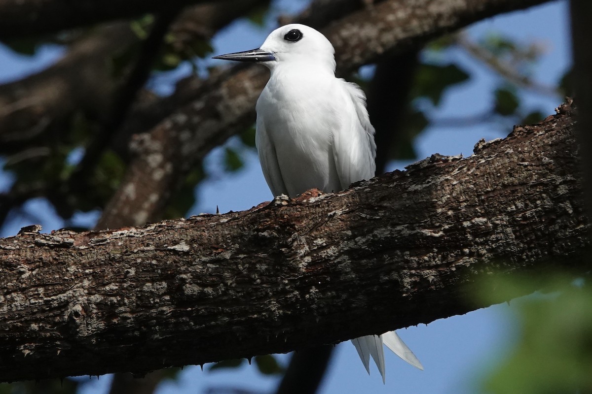 White Tern - Whitney Mortimer