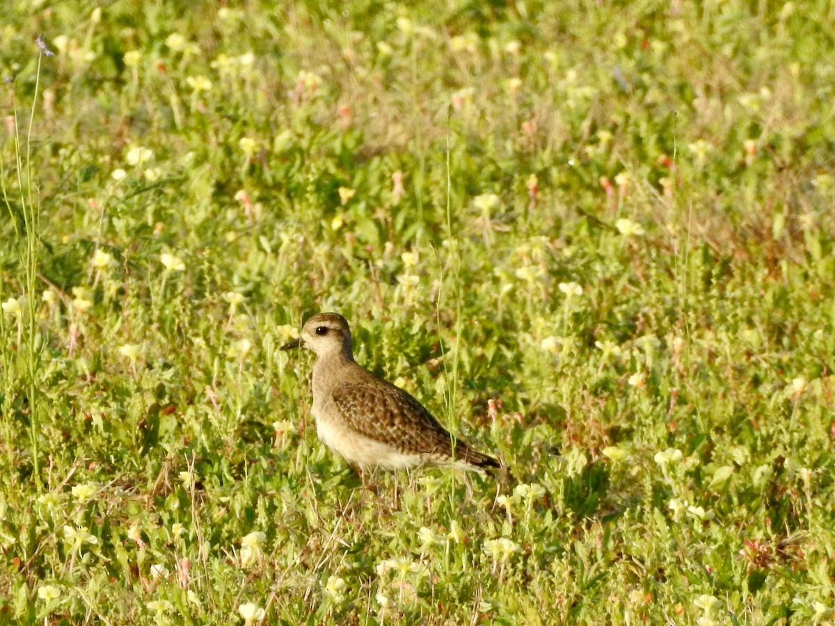 American Golden-Plover - ML429883421