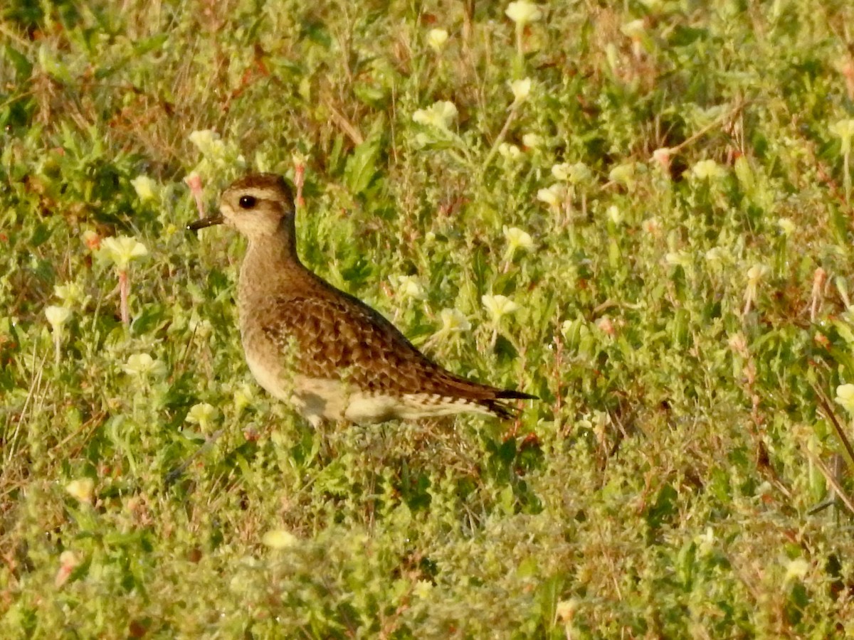 American Golden-Plover - ML429883441