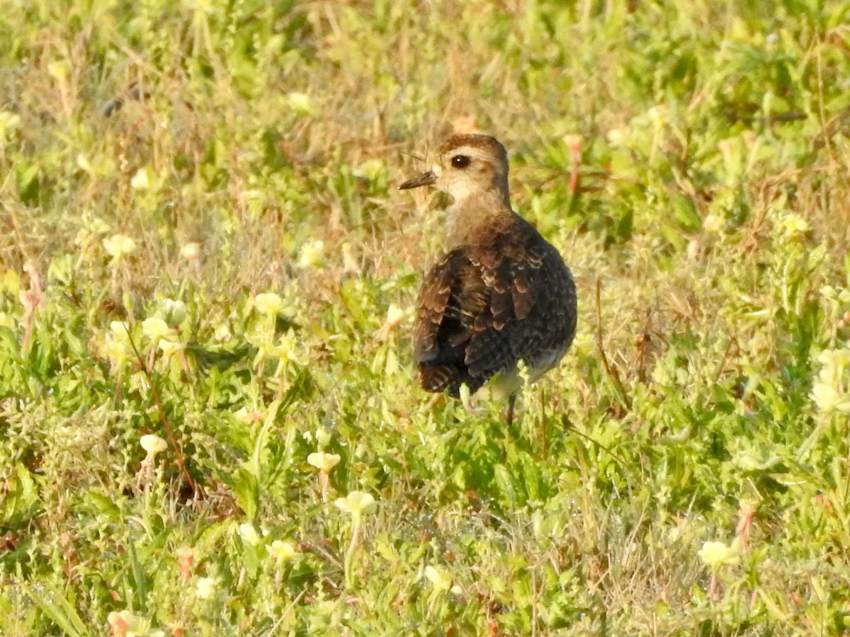 American Golden-Plover - ML429883451