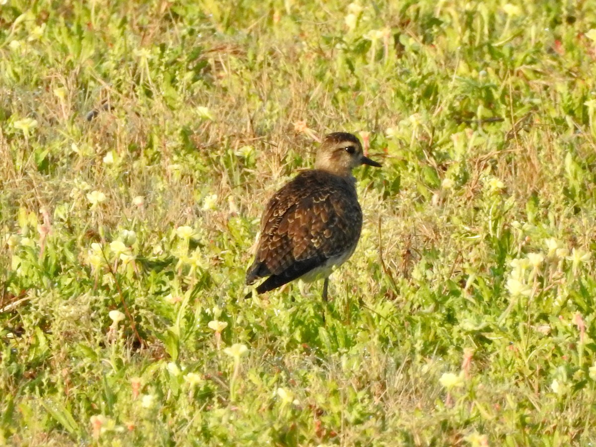 American Golden-Plover - ML429883461