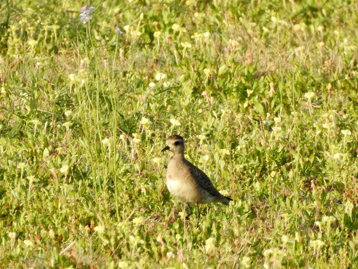 American Golden-Plover - ML429883521