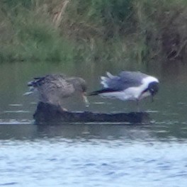 Laughing Gull - ML429883531