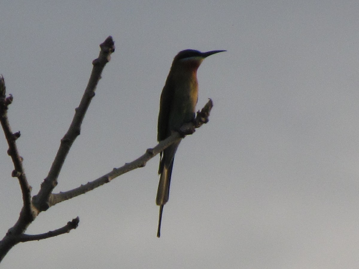 Blue-tailed Bee-eater - Linda Gocon