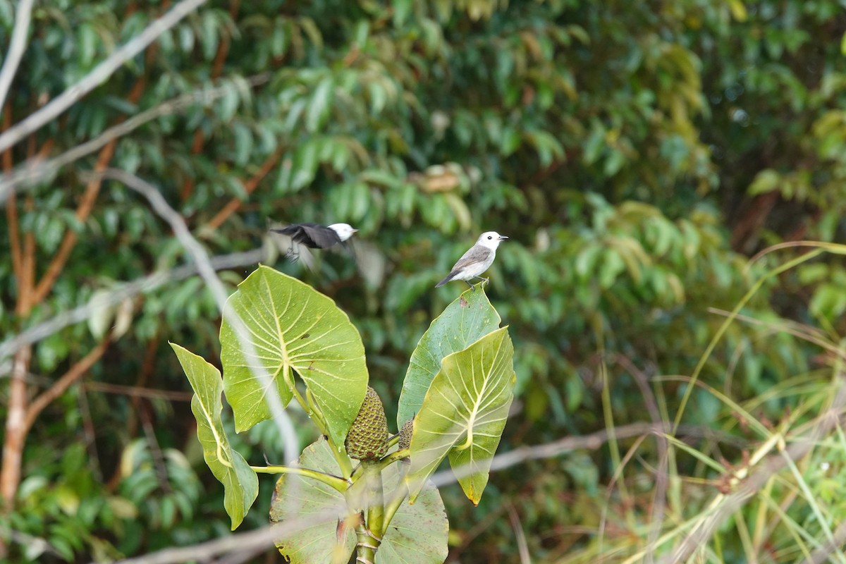 White-headed Marsh Tyrant - ML429885431