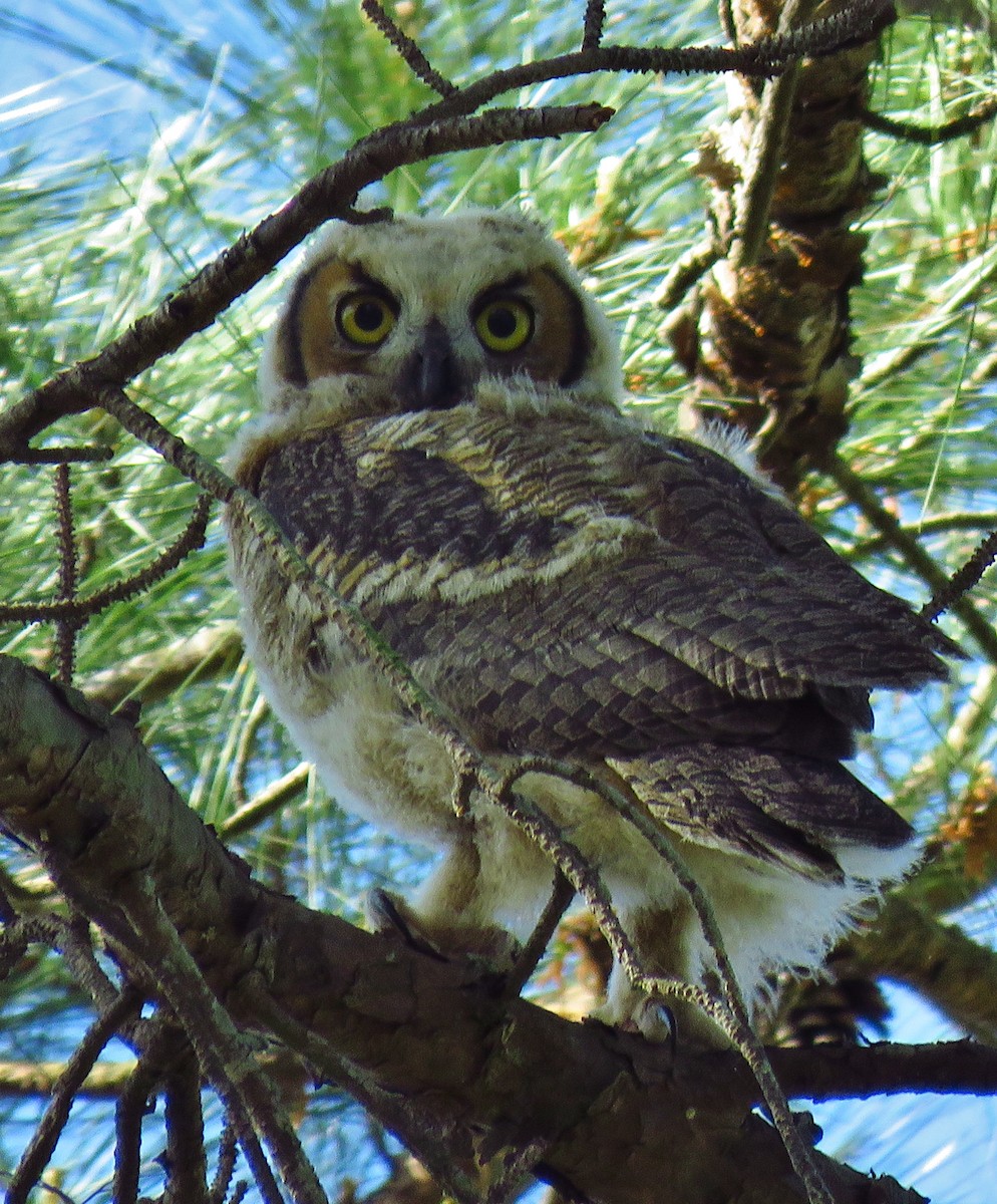 Great Horned Owl - ML429885801