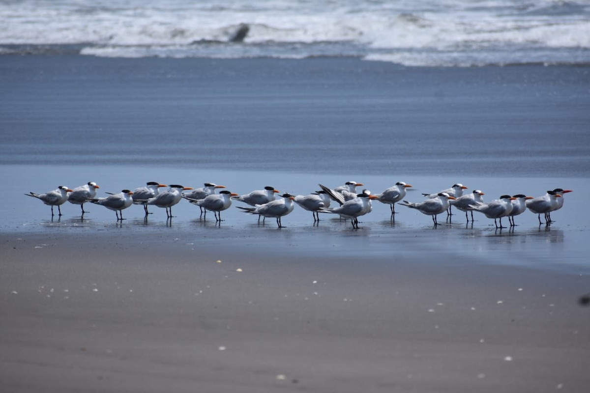 Royal Tern - ML429886261