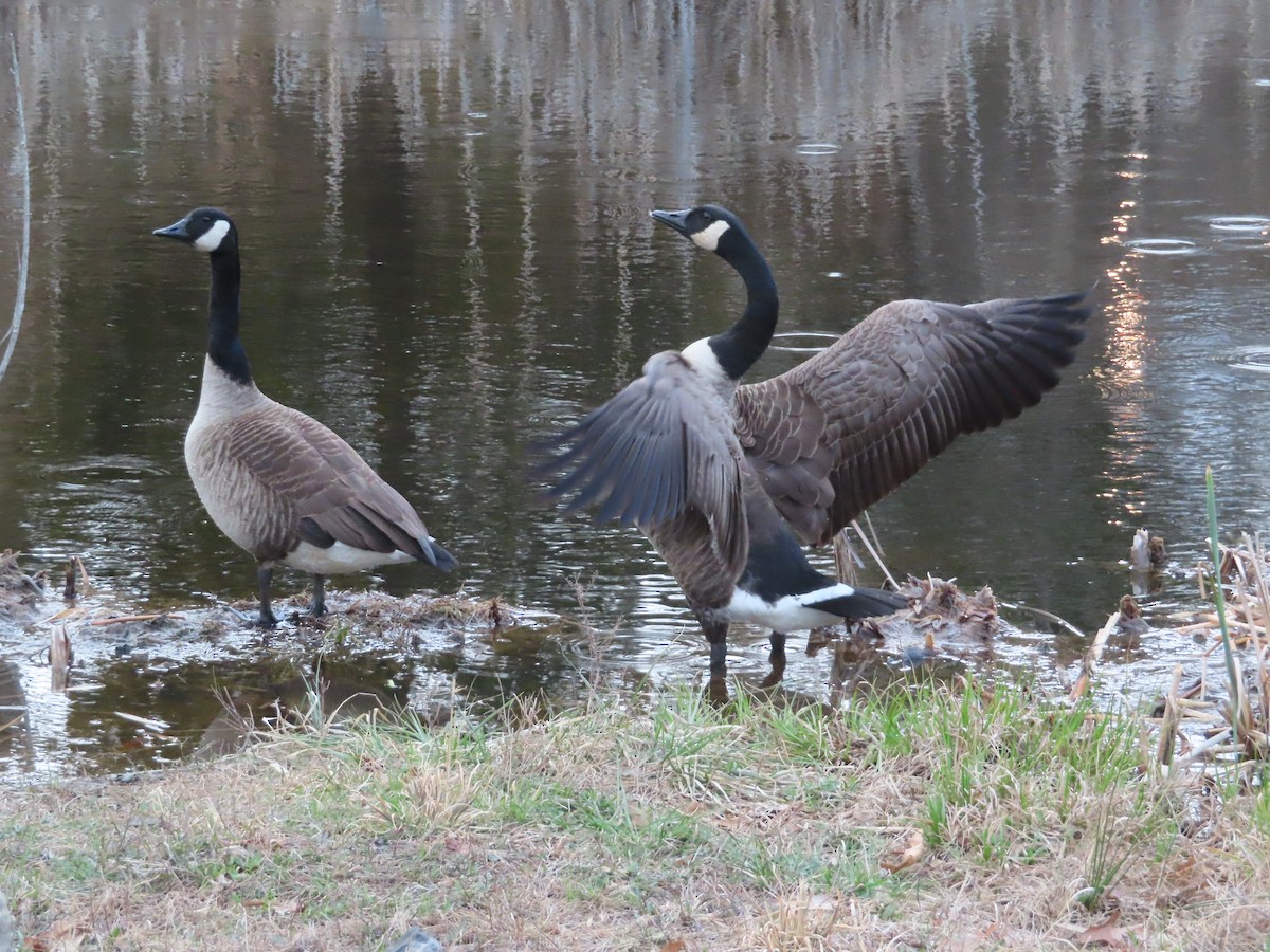 Канад галуу - ML429886441