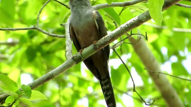 Plaintive Cuckoo - ML429886701