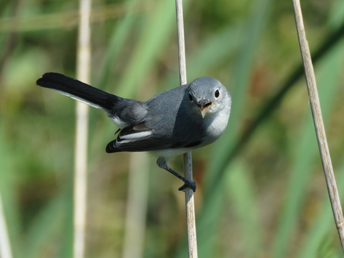 Blue-gray Gnatcatcher - ML429886751