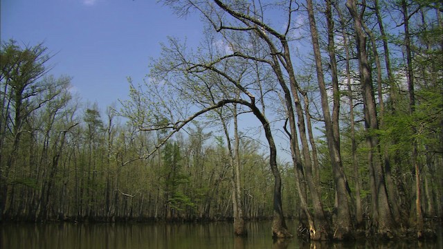 volavka bílá (ssp. egretta) - ML429887