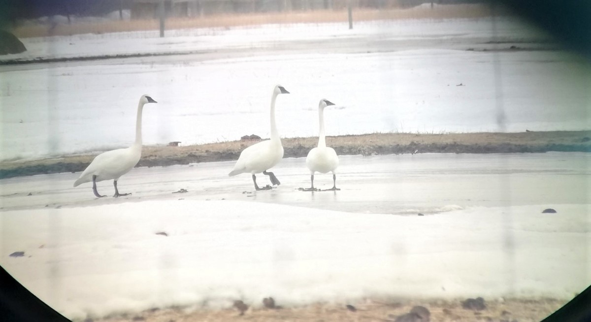 Cygne trompette - ML429888601