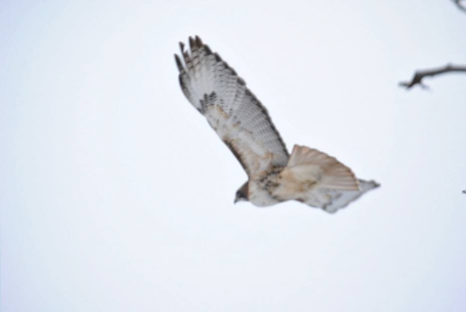 Red-tailed Hawk (borealis) - Sean Cozart