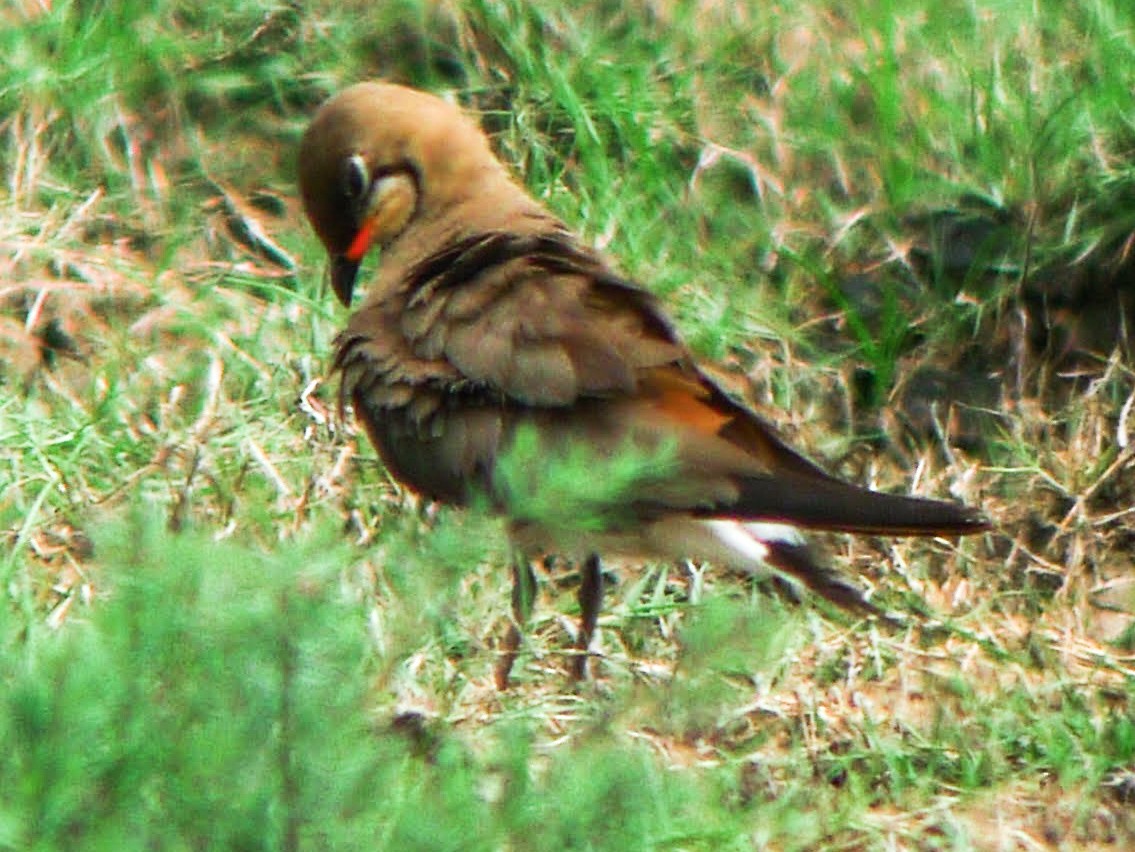 Oriental Pratincole - ML429888971