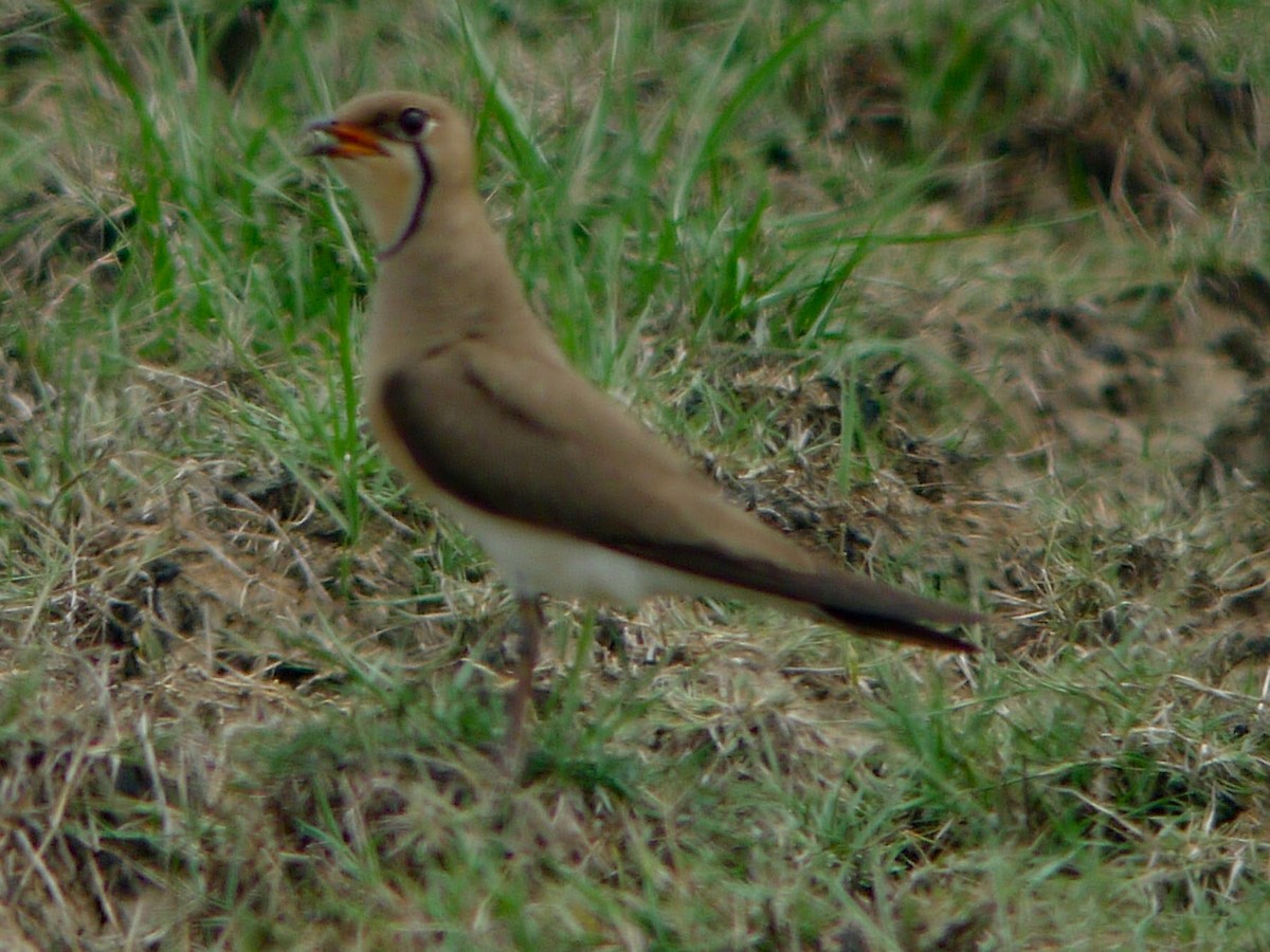 Oriental Pratincole - ML429889001