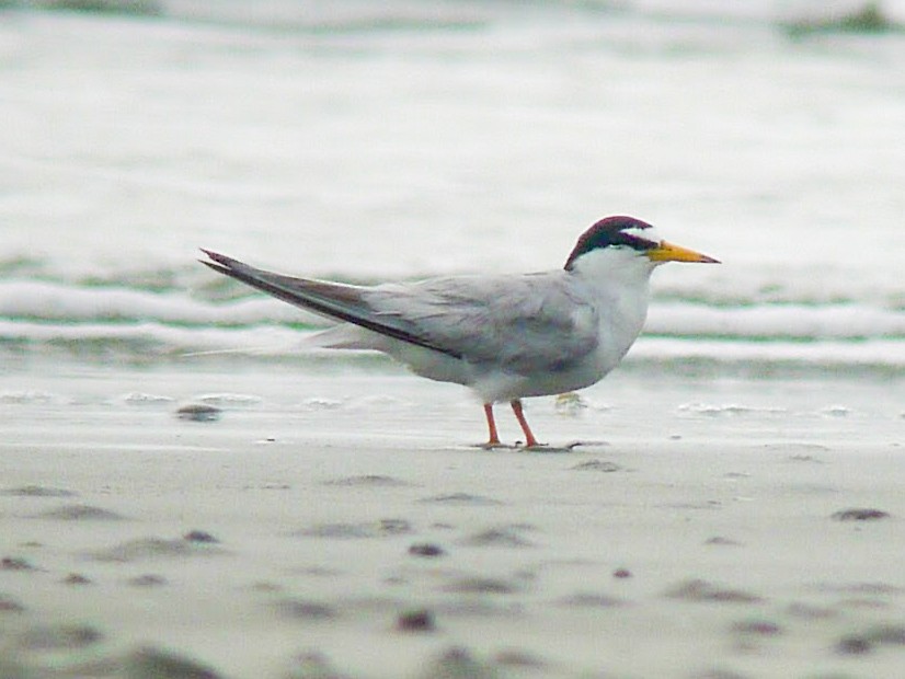 Little Tern - Roger Horn