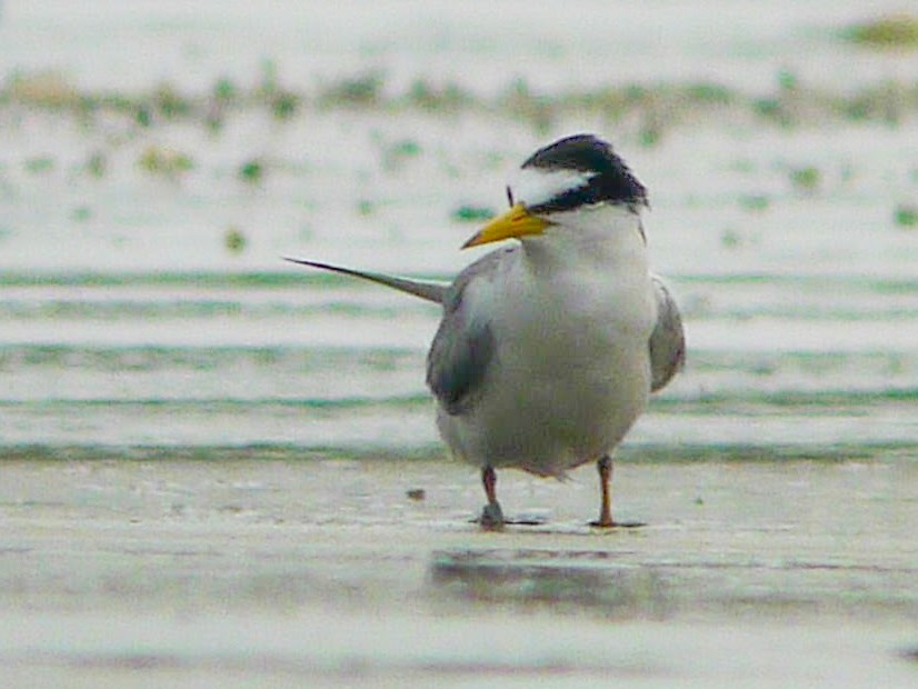 Little Tern - Roger Horn