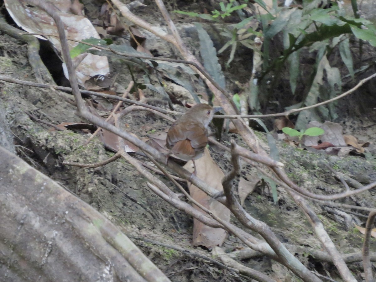 White-chested Babbler - GARY DOUGLAS