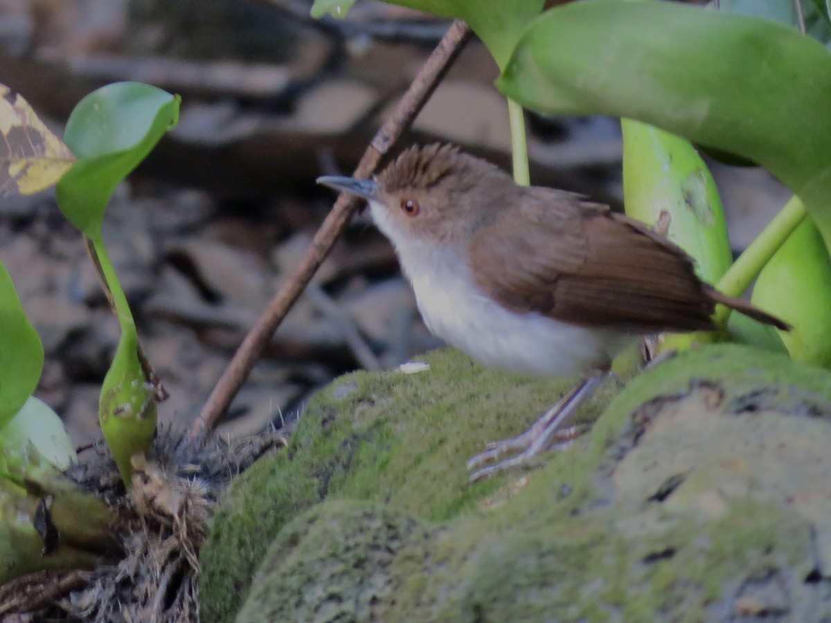 White-chested Babbler - GARY DOUGLAS