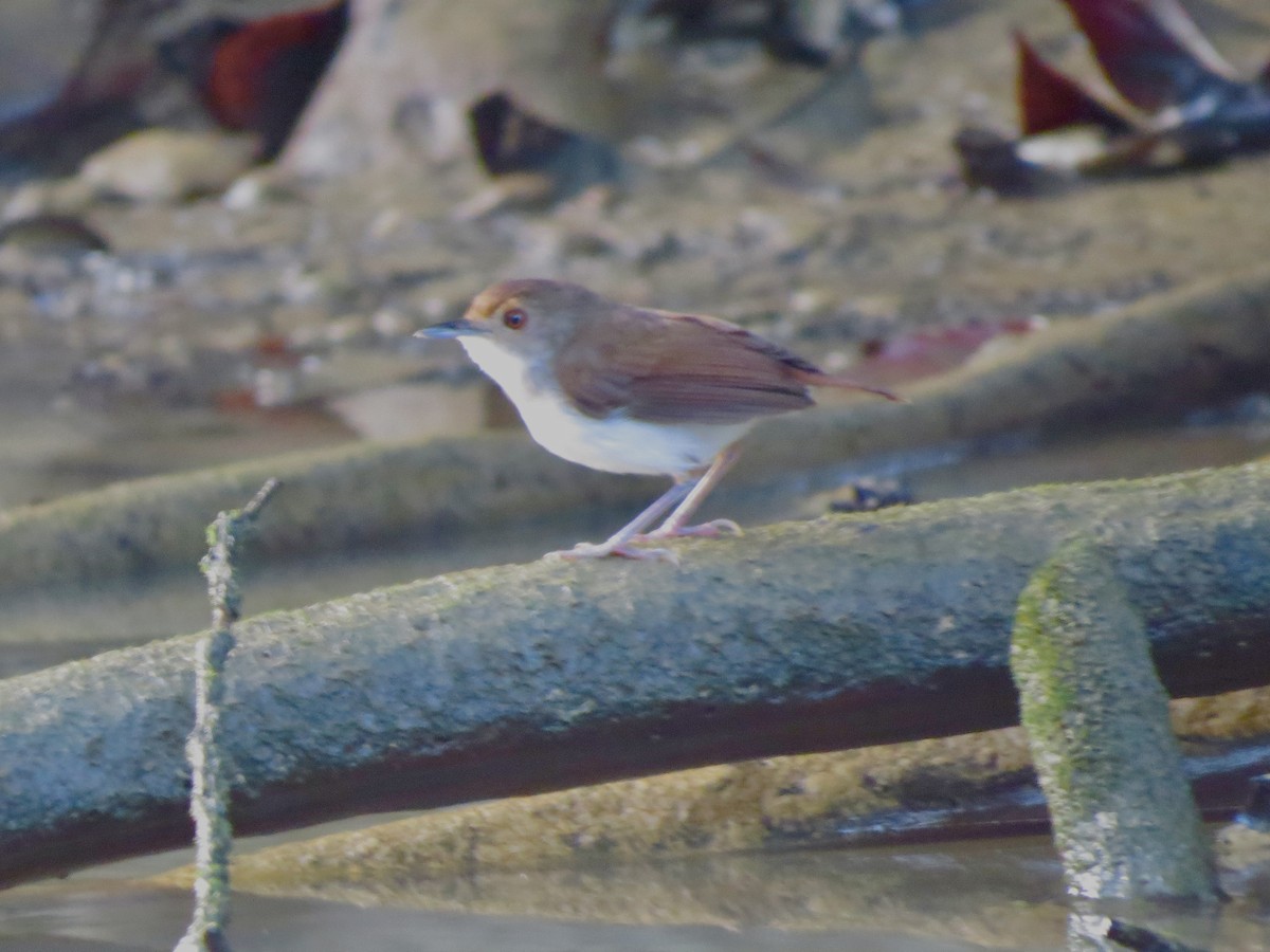 White-chested Babbler - GARY DOUGLAS