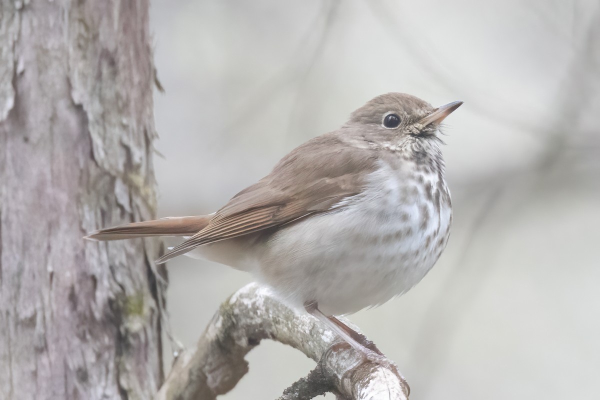 Hermit Thrush - ML429889511