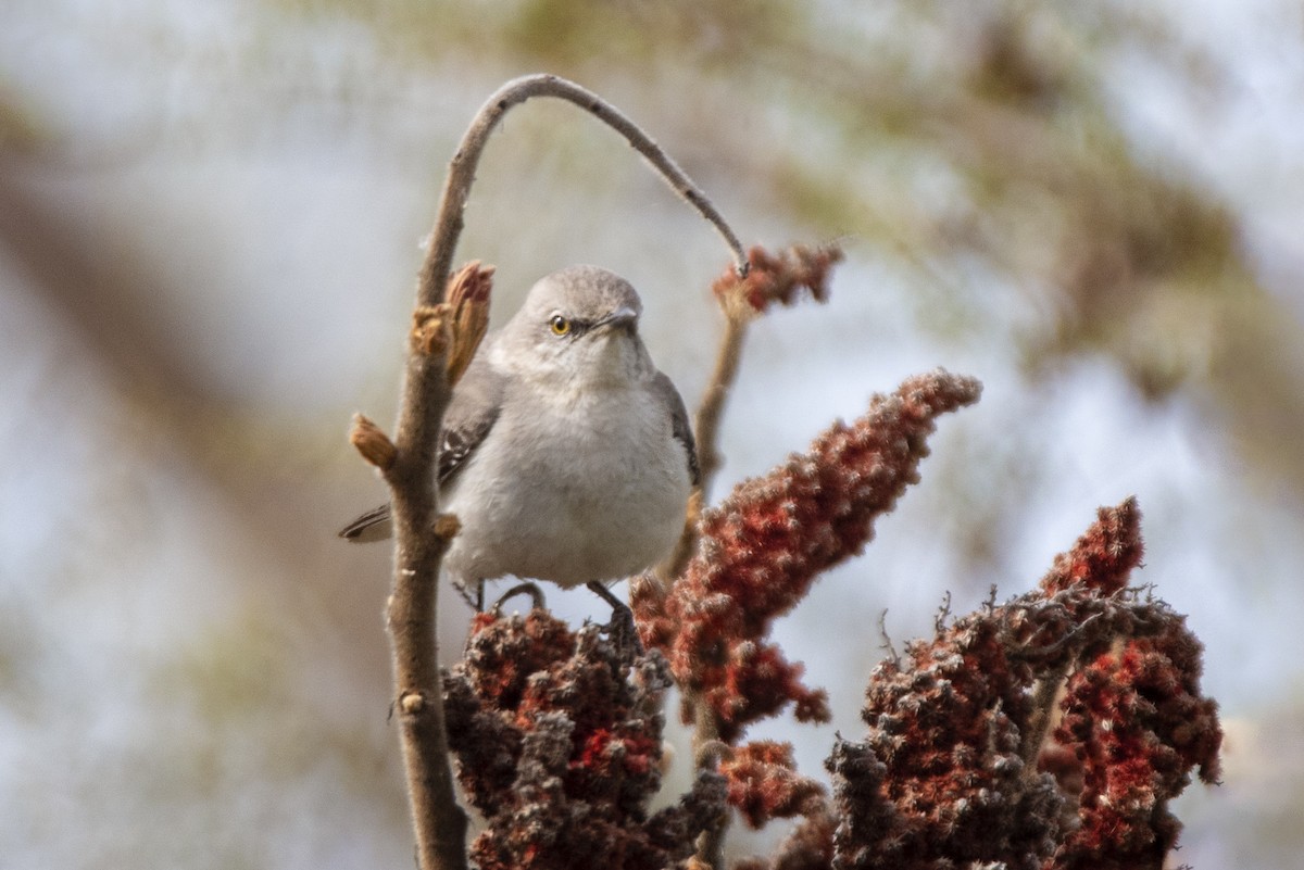 Northern Mockingbird - ML429890121