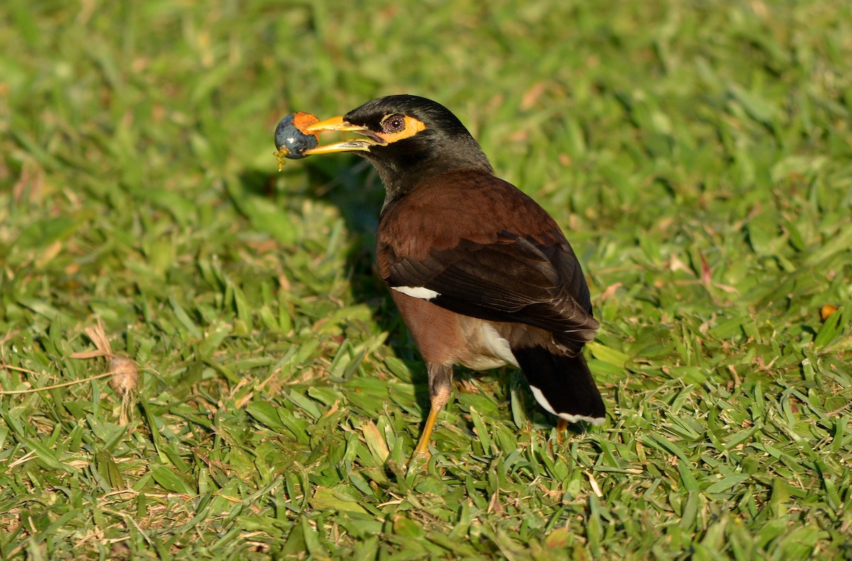 Common Myna - ML429890441