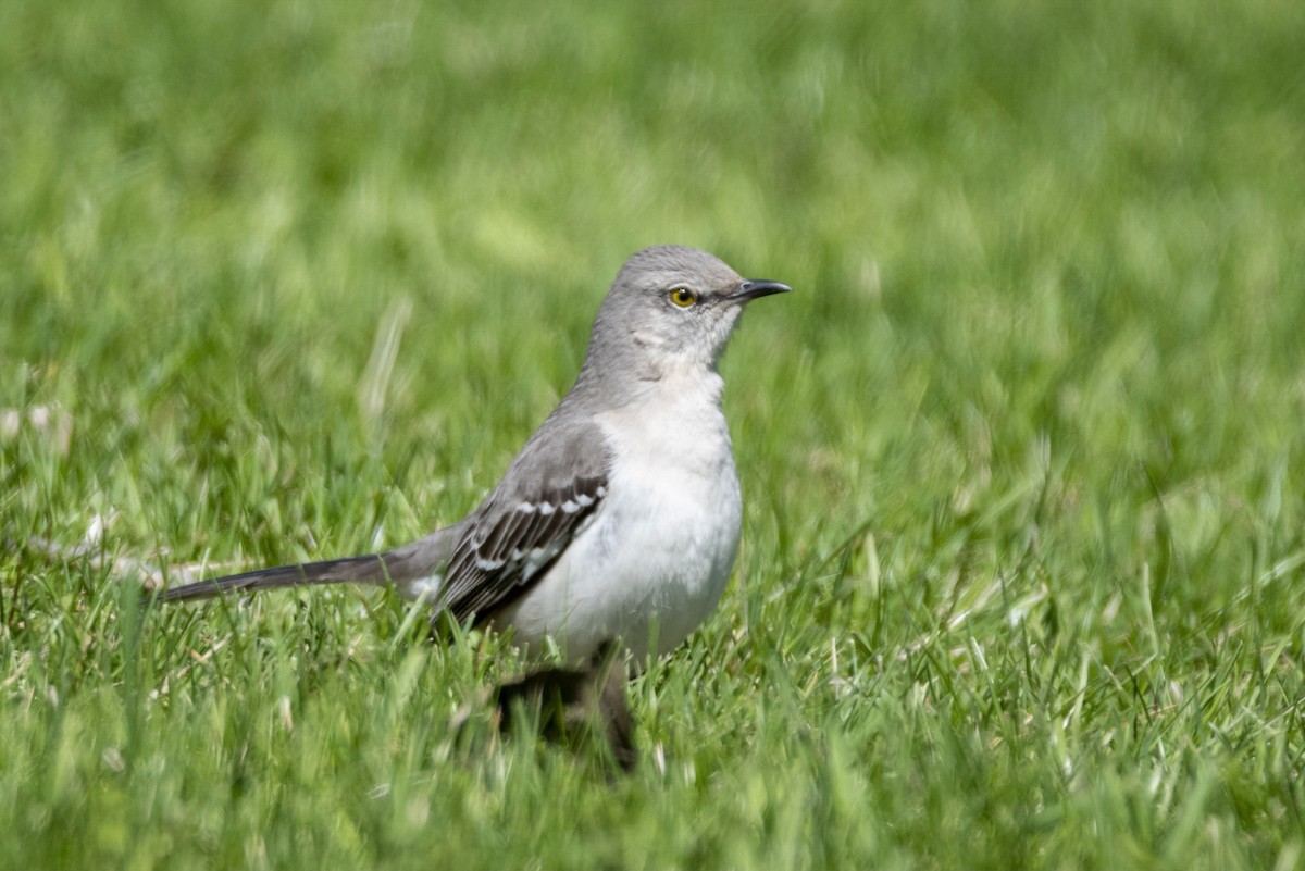 Northern Mockingbird - ML429890711