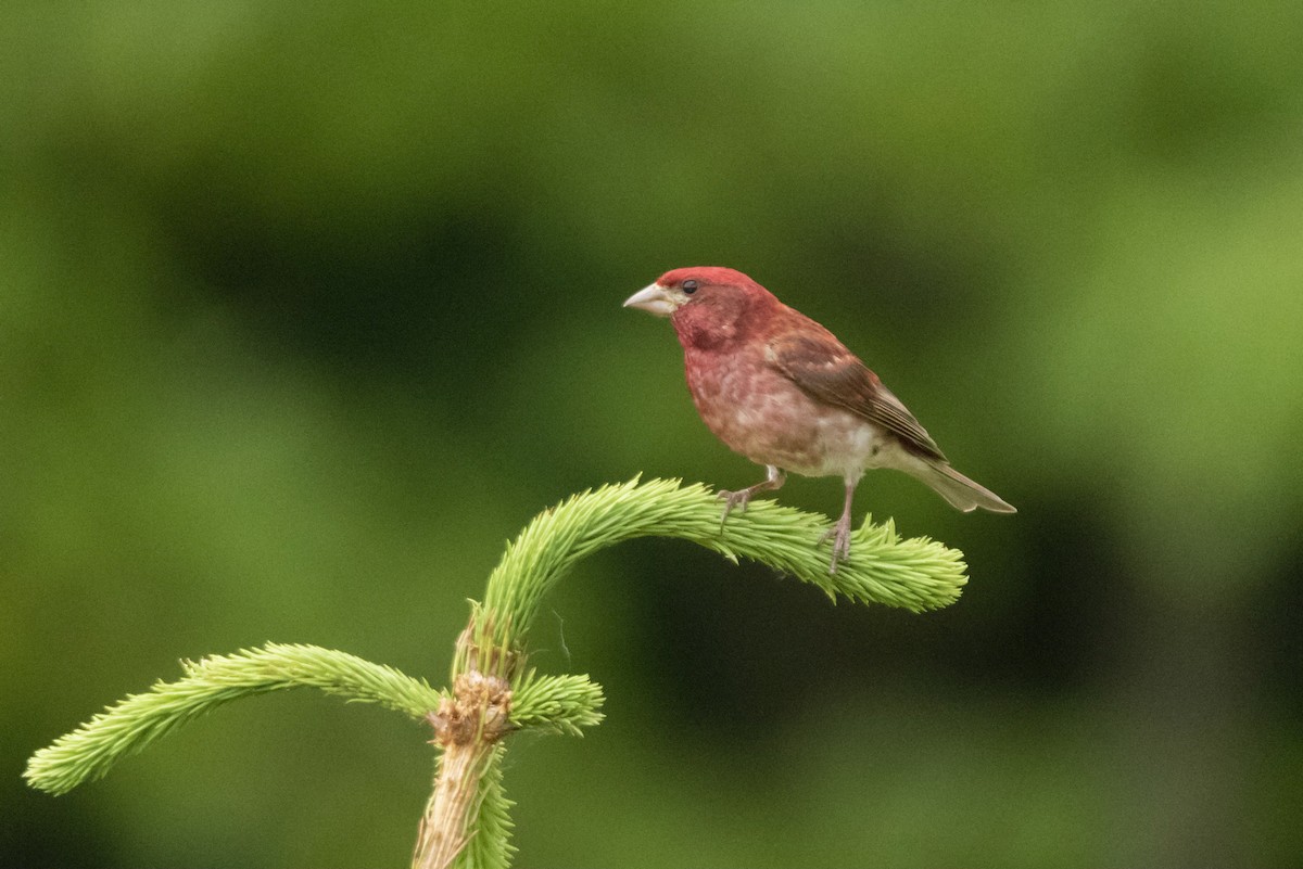 House Finch - ML429890841