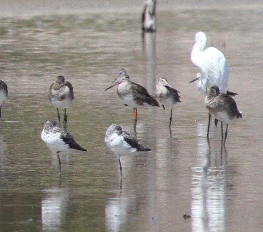 Spotted Redshank - Colin Trainor