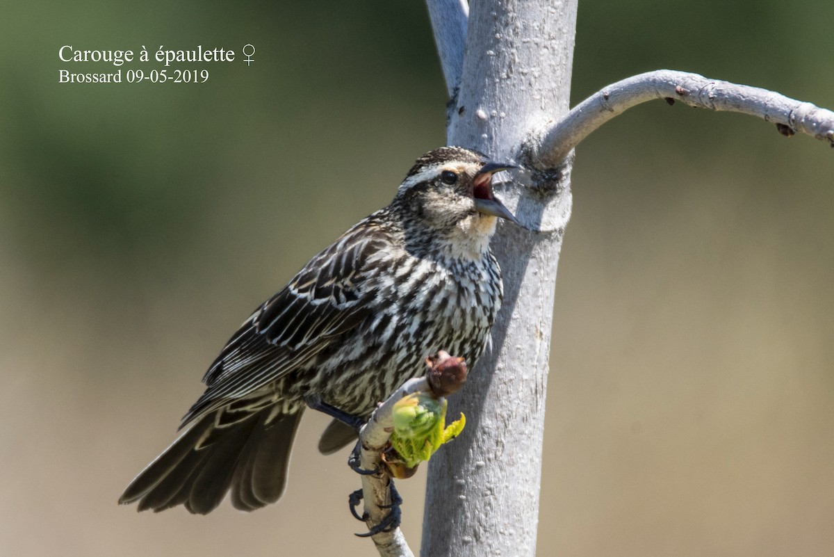 Red-winged Blackbird - ML429892411