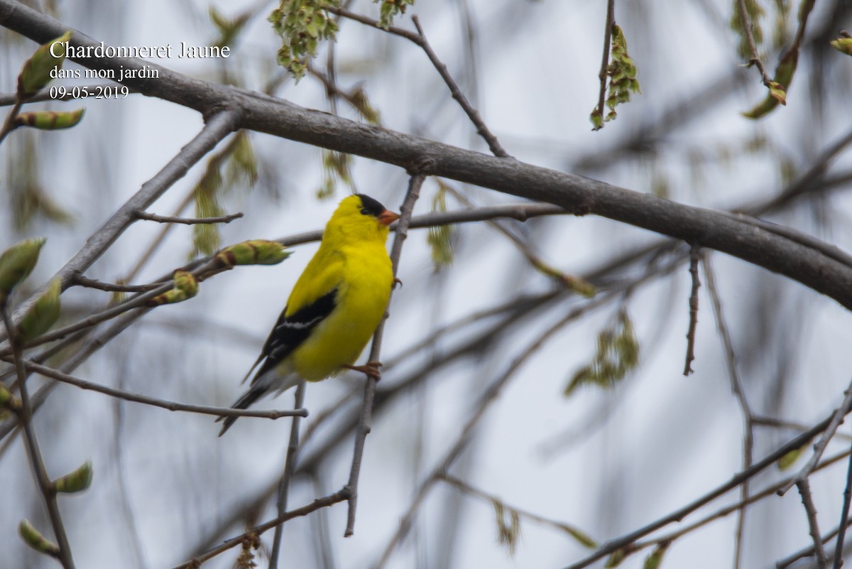 American Goldfinch - ML429892991