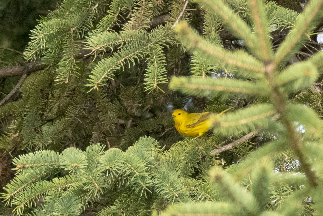 Yellow Warbler - ML429893161
