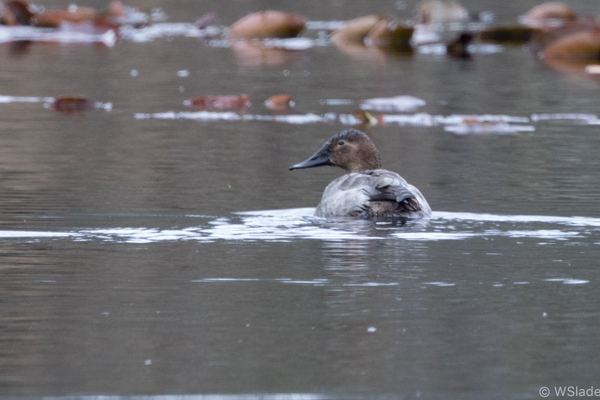 Canvasback - ML429894431