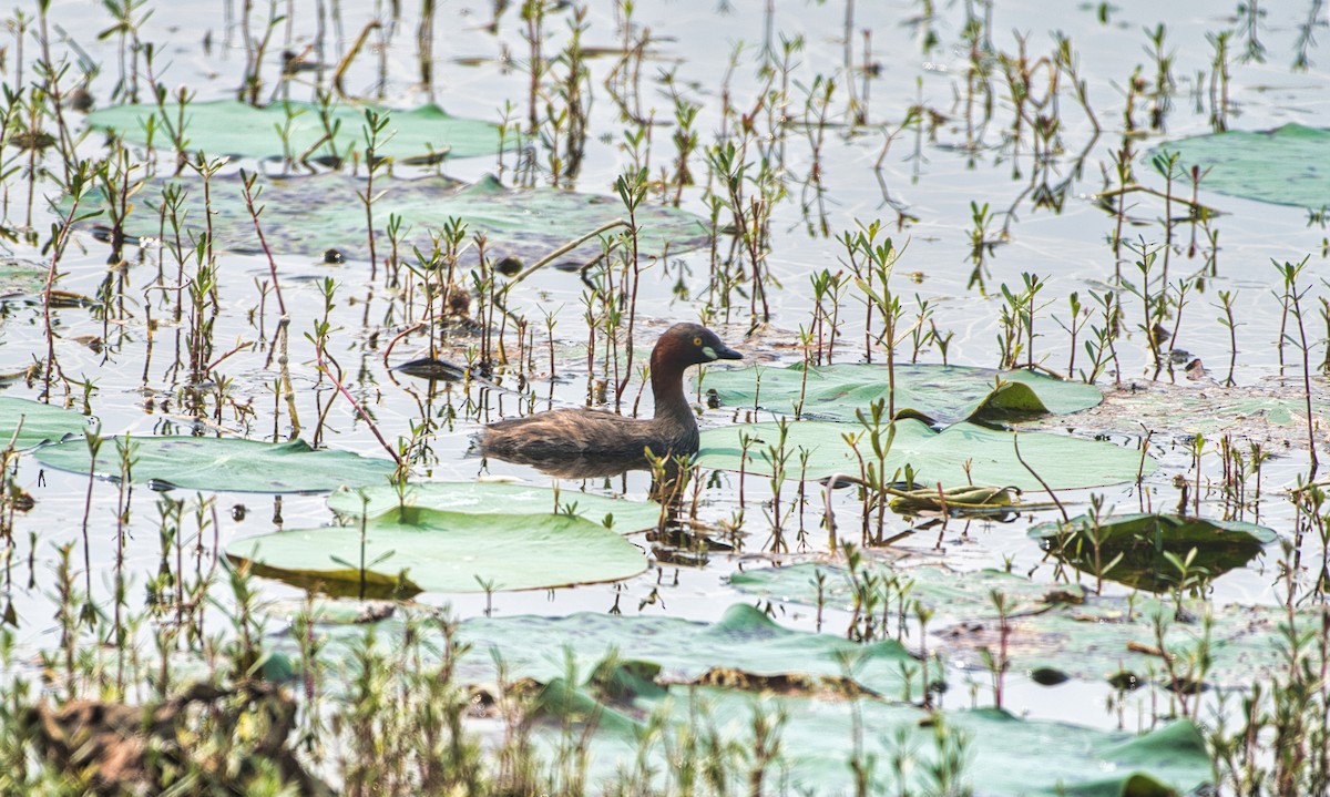 Little Grebe - ML429894851