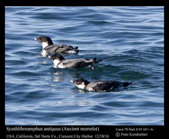 Ancient Murrelet - ML42989521